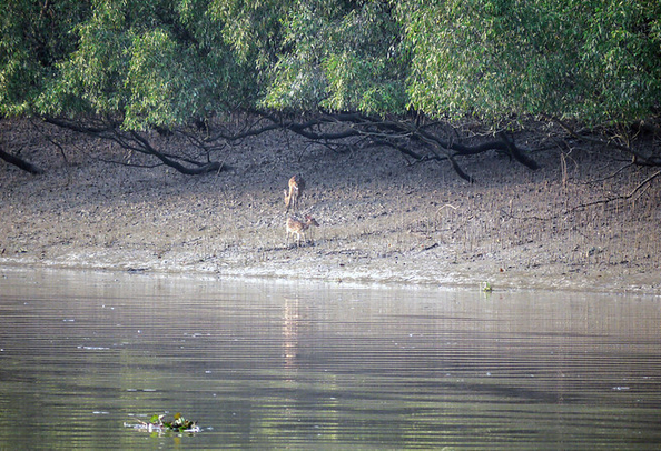 Mangrove forest