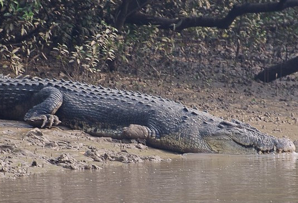 crocodile