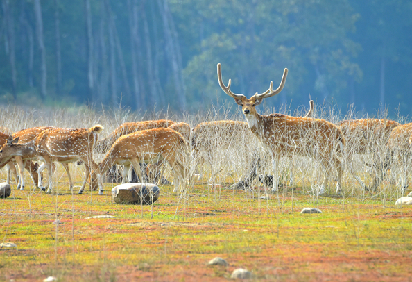 Jim Corbett National Park