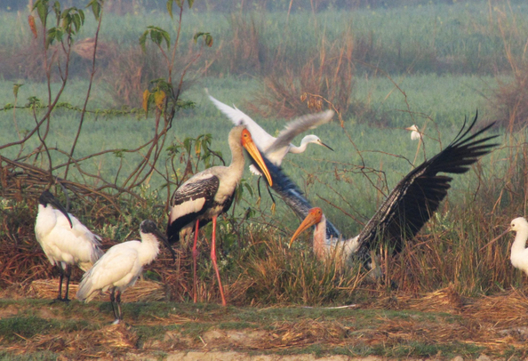 Chitwan National Park bird watcing