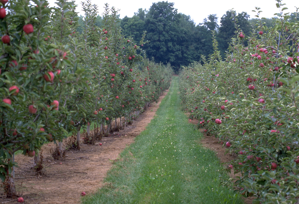 Marpha village Apple farming