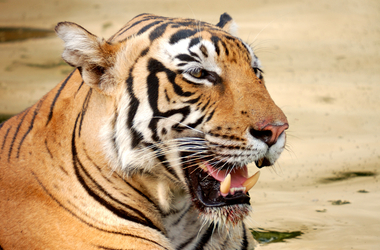 Golden Triangle Tour with Ranthambore