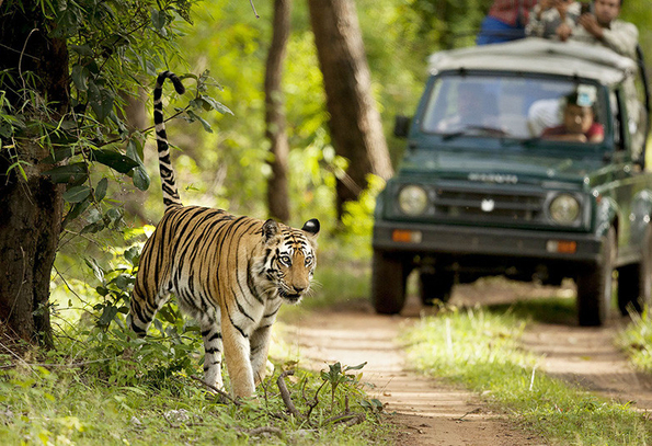 Jeep Safari in Jim Corbett