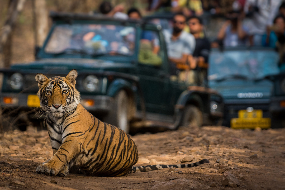 Jaipur Ranthambore Udaipur Tour