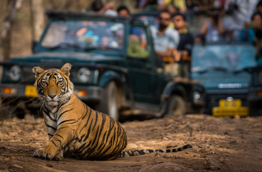 Jaipur Ranthambore Udaipur Tour