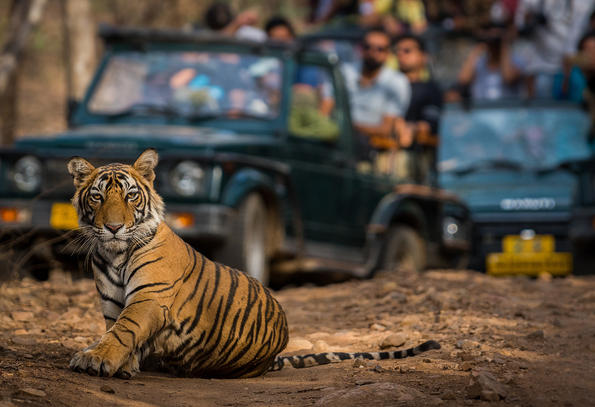 Jaipur Ranthambore Udaipur Tour