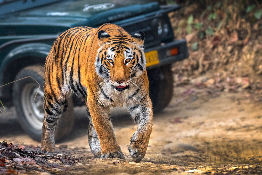 Jim Corbett Jungle Safari Tour