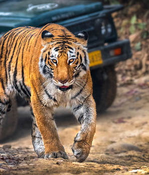 Jim Corbett Jungle Safari Tour