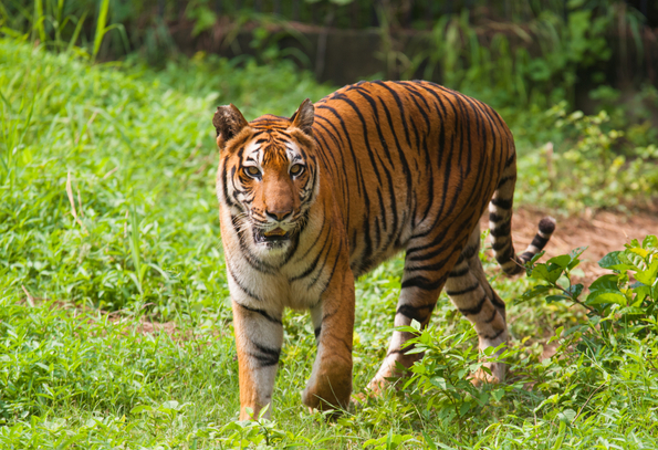 Sundarban Wildlife Tour