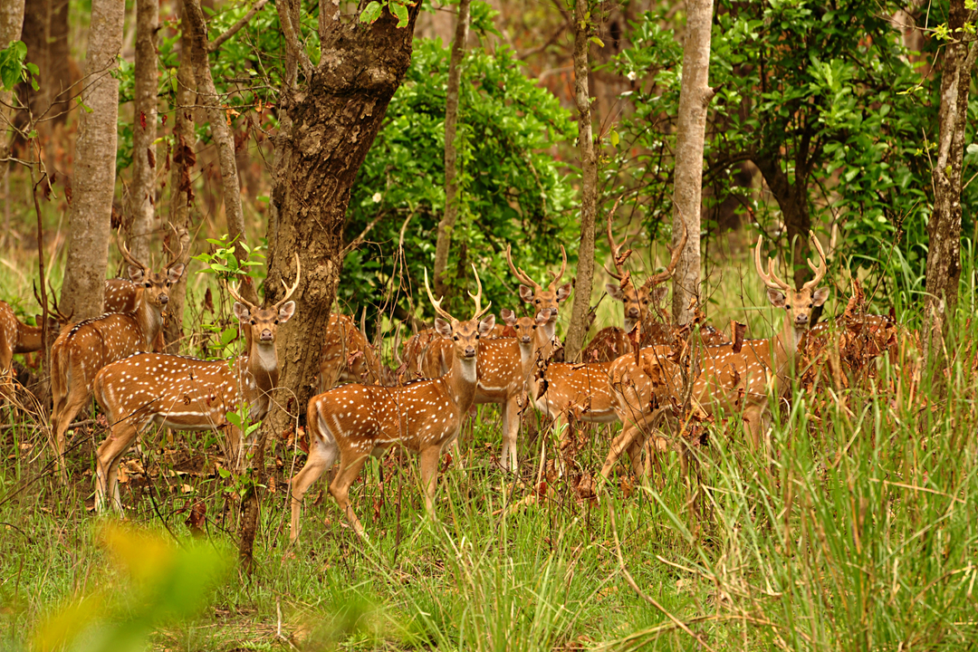 Nepal Wild Nature Tour