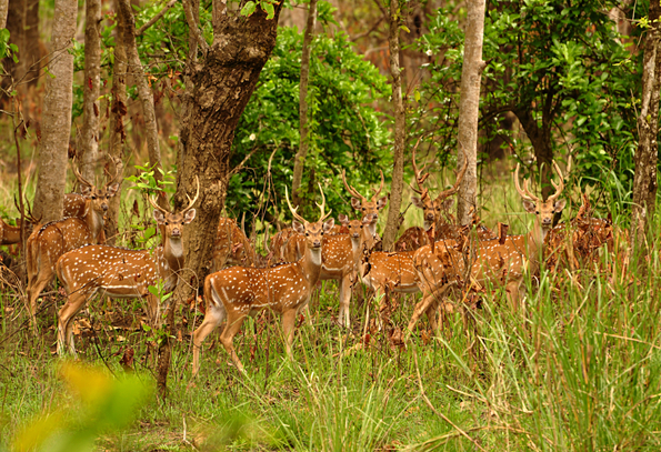 Nepal Wild Nature Tour