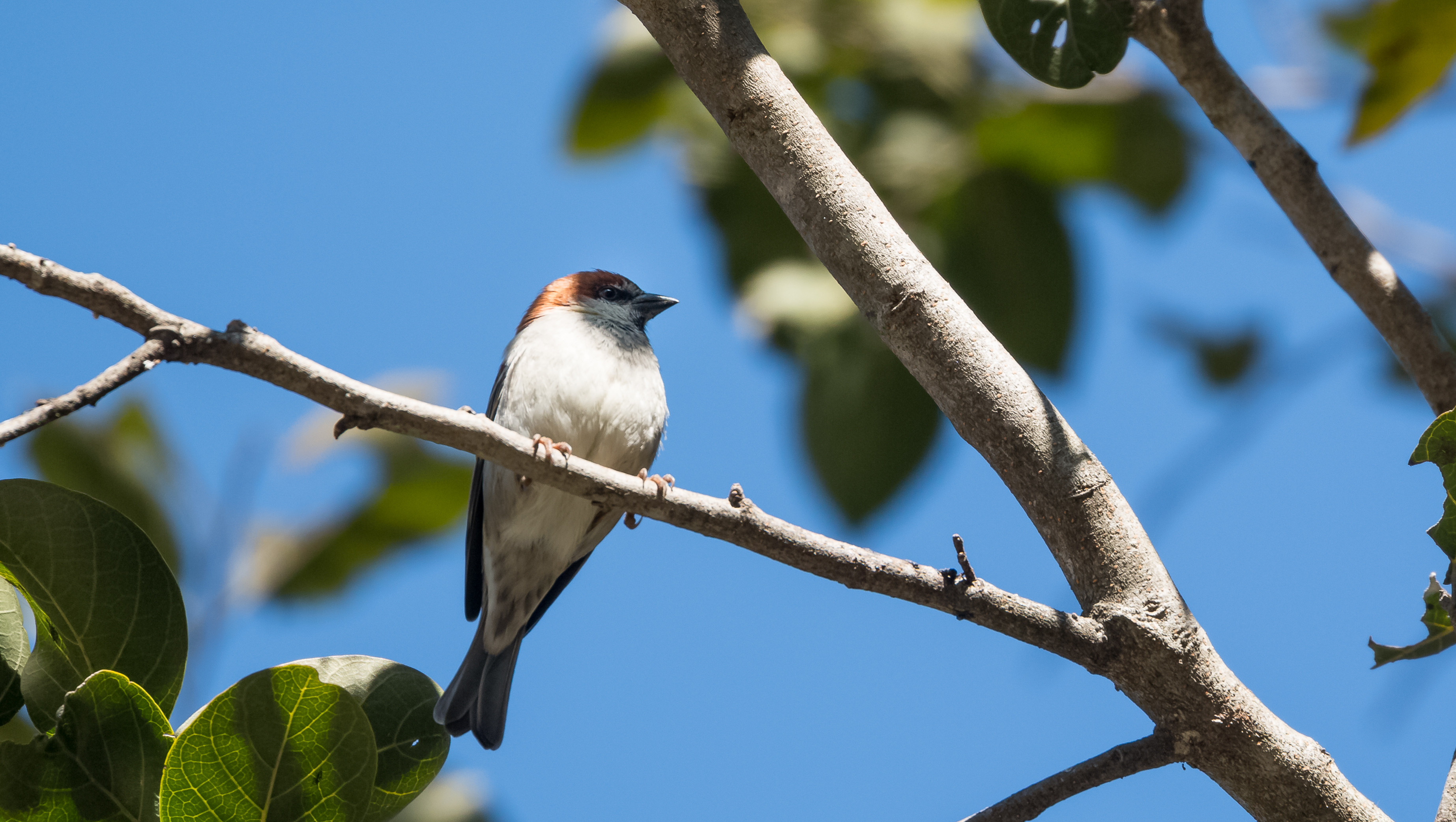 Bird Watching | Think Blue Marble