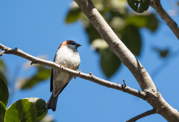 Bird Watching in Chakrata