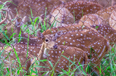 Famous Odisha Wildlife & Buddhist Tour