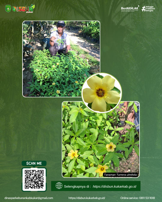 https://ik.imagekit.io/btkurbyn3/penyaluran%20bantuan%20tanaman%20Turnera%20ulmifolia%20(bunga%20pukul%20delapan).png