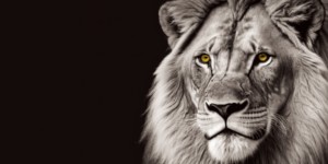 Privatpreise in den Griff bekommen wie ein Löwe -Masterclass