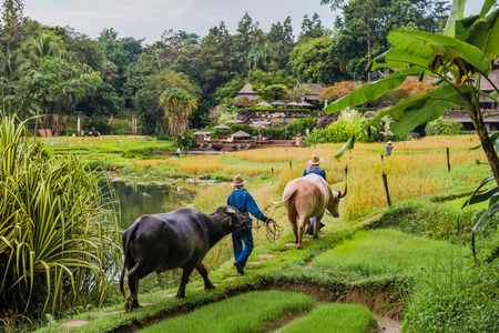 Upcountry Hotels