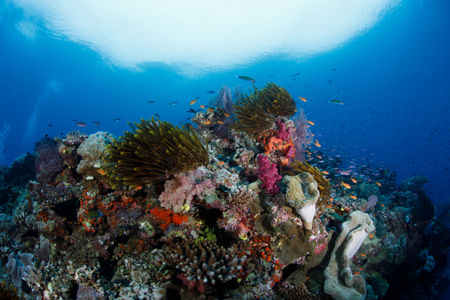 House Reefs