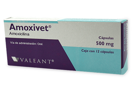 Imagen de Amoxivet