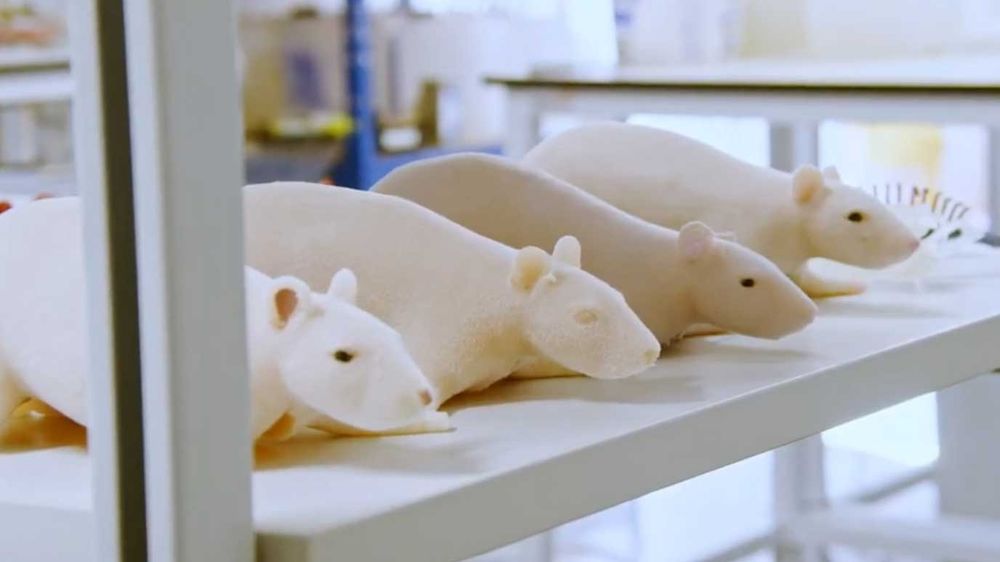 AnthroTek's silicone rats could cut needless animal testing in labs