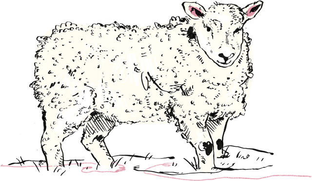 fabric sheep 42ba4