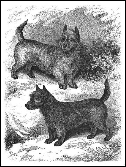 scotch terrier dogs of the british islands 1882 1 60917