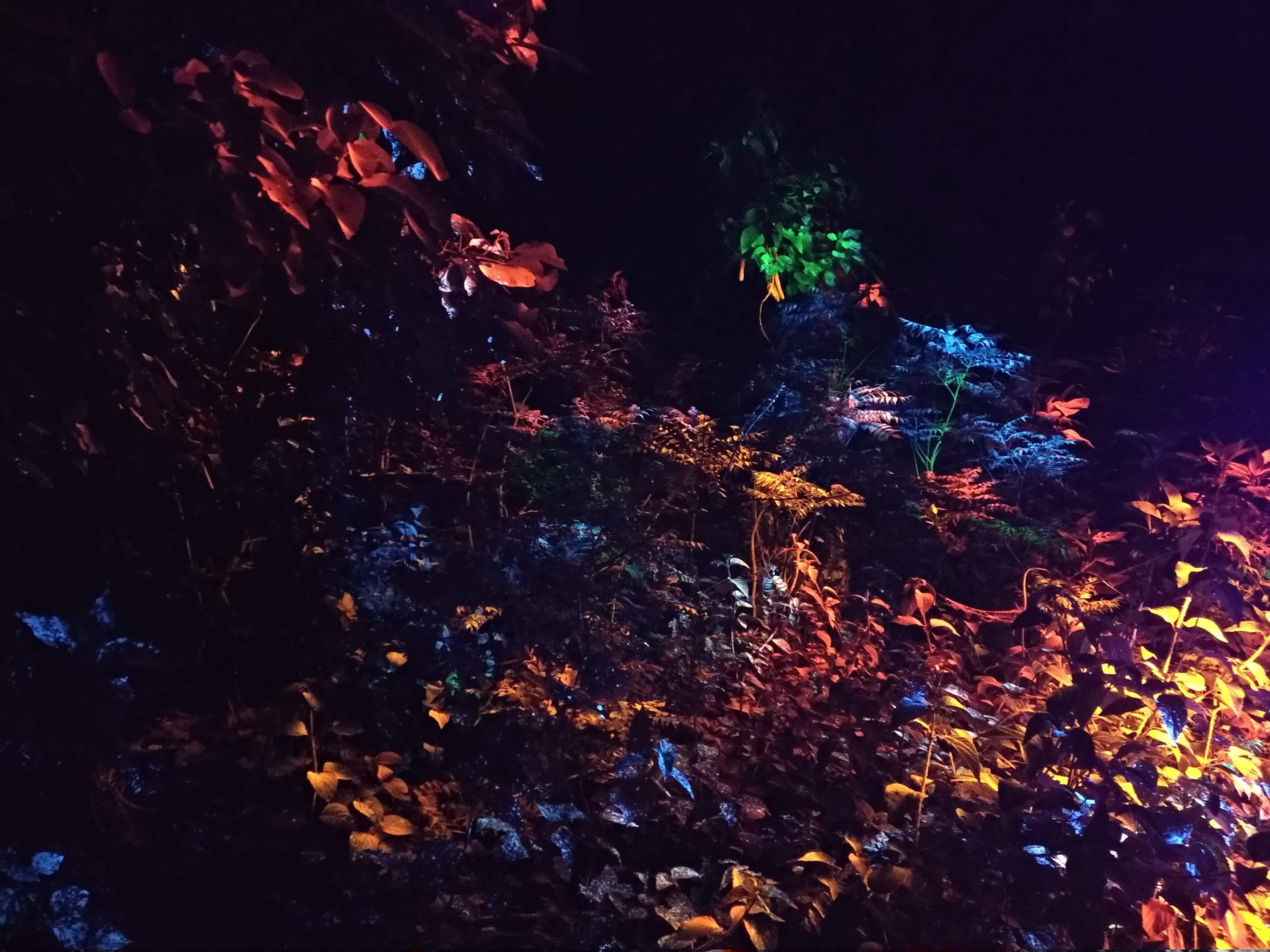 UV COLOUR PLANTS - OUT DOOR SHOOT
