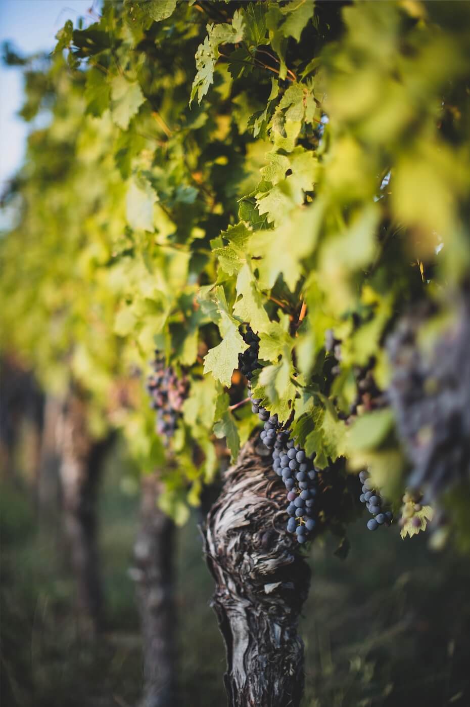 Partners / Wineries - Bordeaux Wine Trails