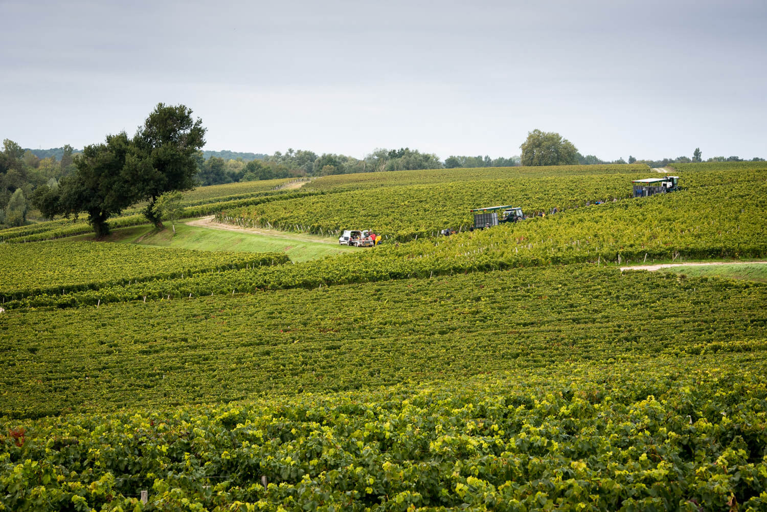 vineyard in Bordeaux region