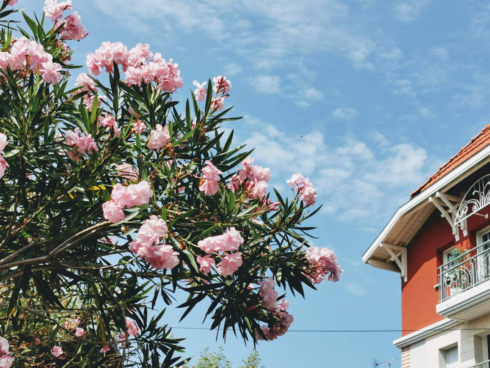 Flowers in Arcachon