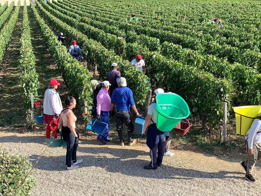 Harvest Season in Bordeaux - Bordeaux Wine Trails