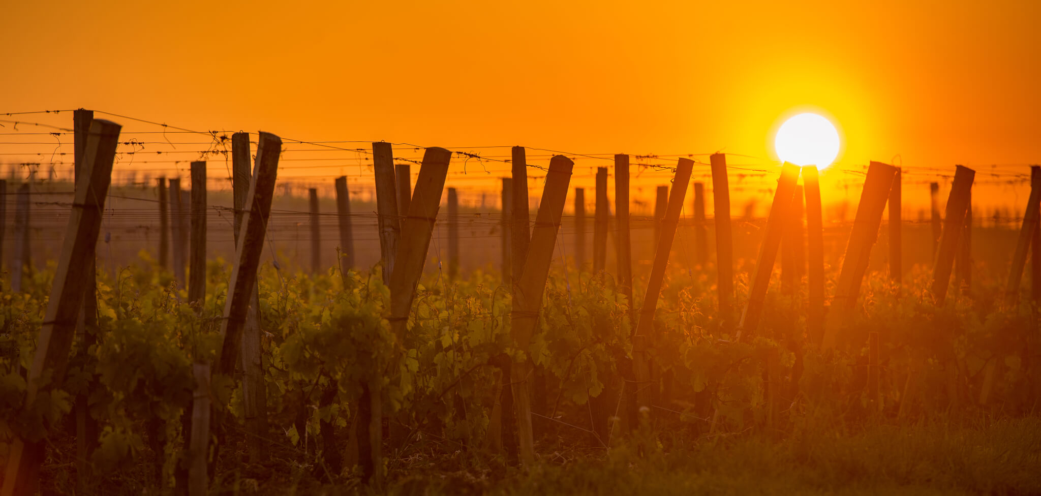 Saint-Emilion Night Tour: A Unique Evening Wine Experience - Bordeaux Wine Trails