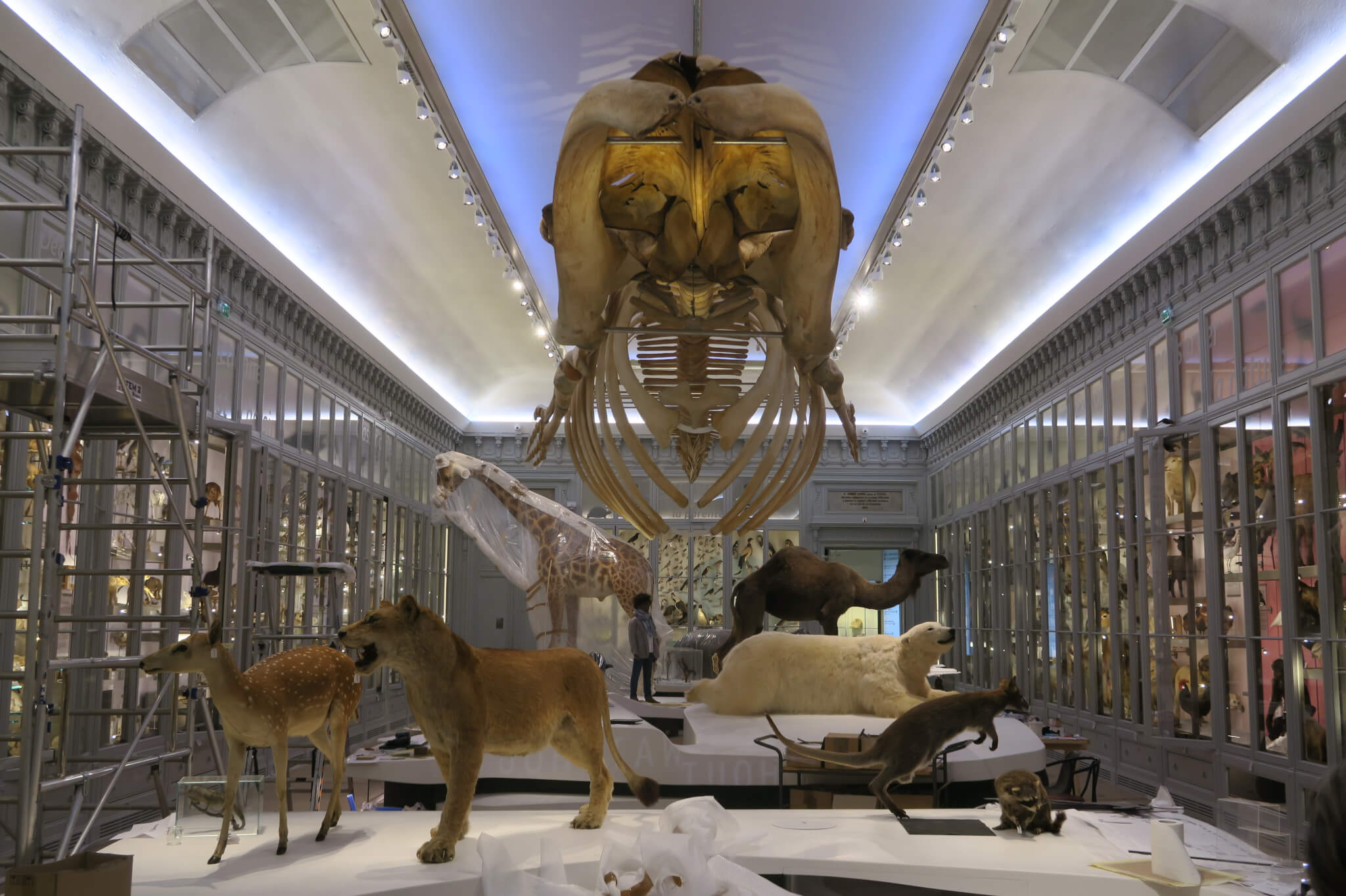 Musée d'histoire naturel de bordeaux