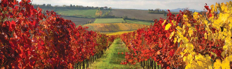 Best things to do in Cape Winelands - South Africa