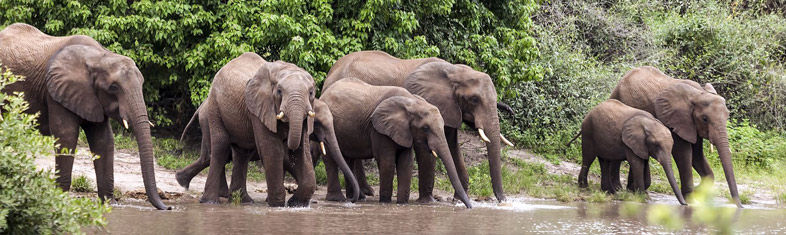 Parque Nacional de Chobe