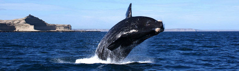 Best things to do in Hermanus - South Africa