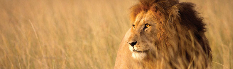 Best things to do in Kruger National Park - South Africa