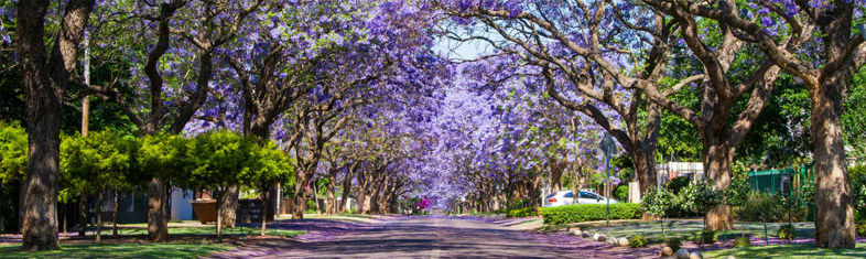 Best things to do in Pretoria - South Africa