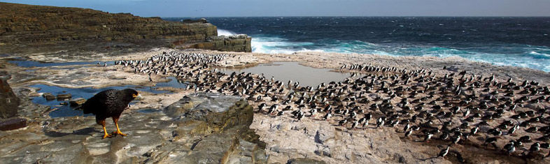 Las mejores cosas para hacer en Stanley - Islas Malvinas