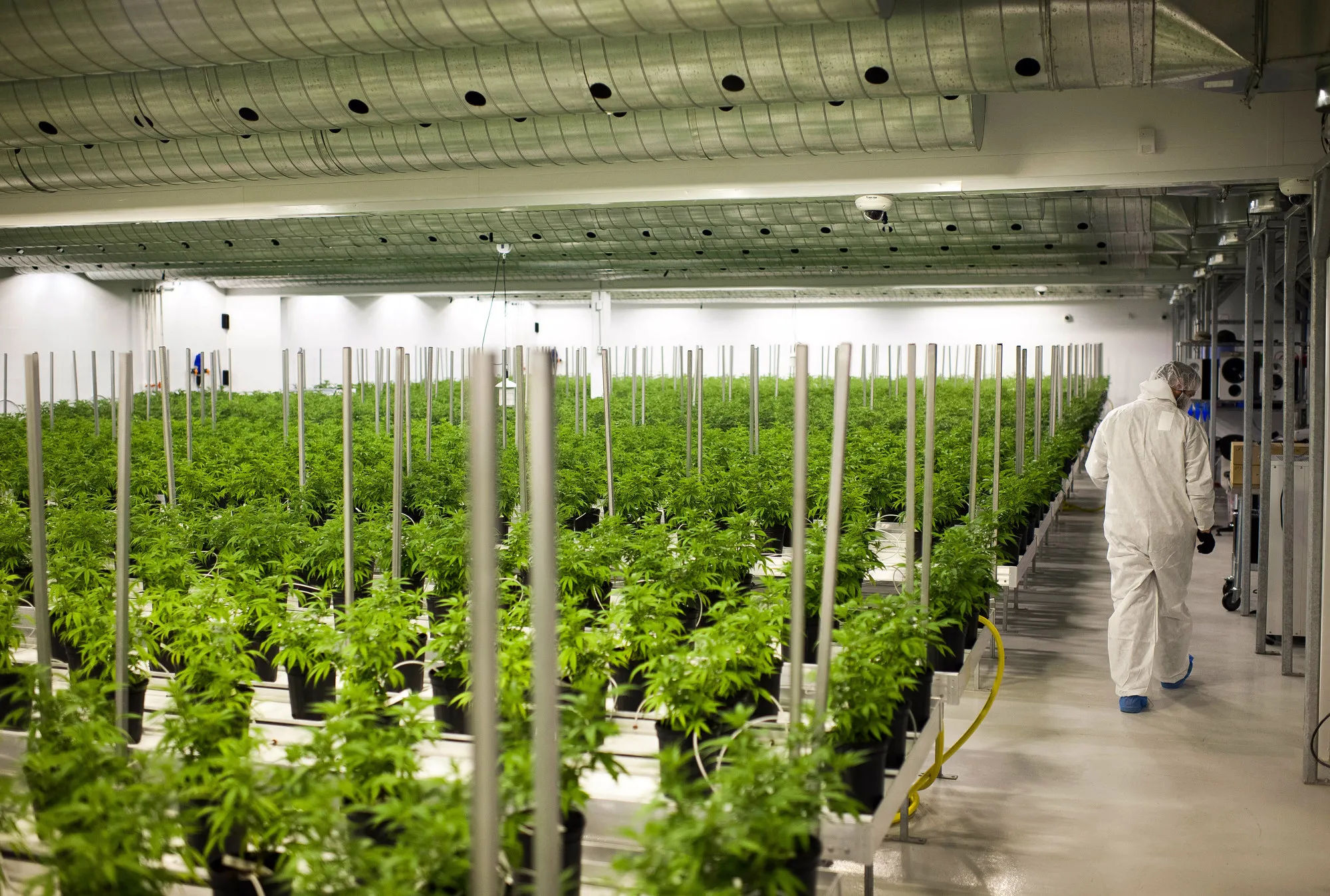 Cannabis product manufacturing