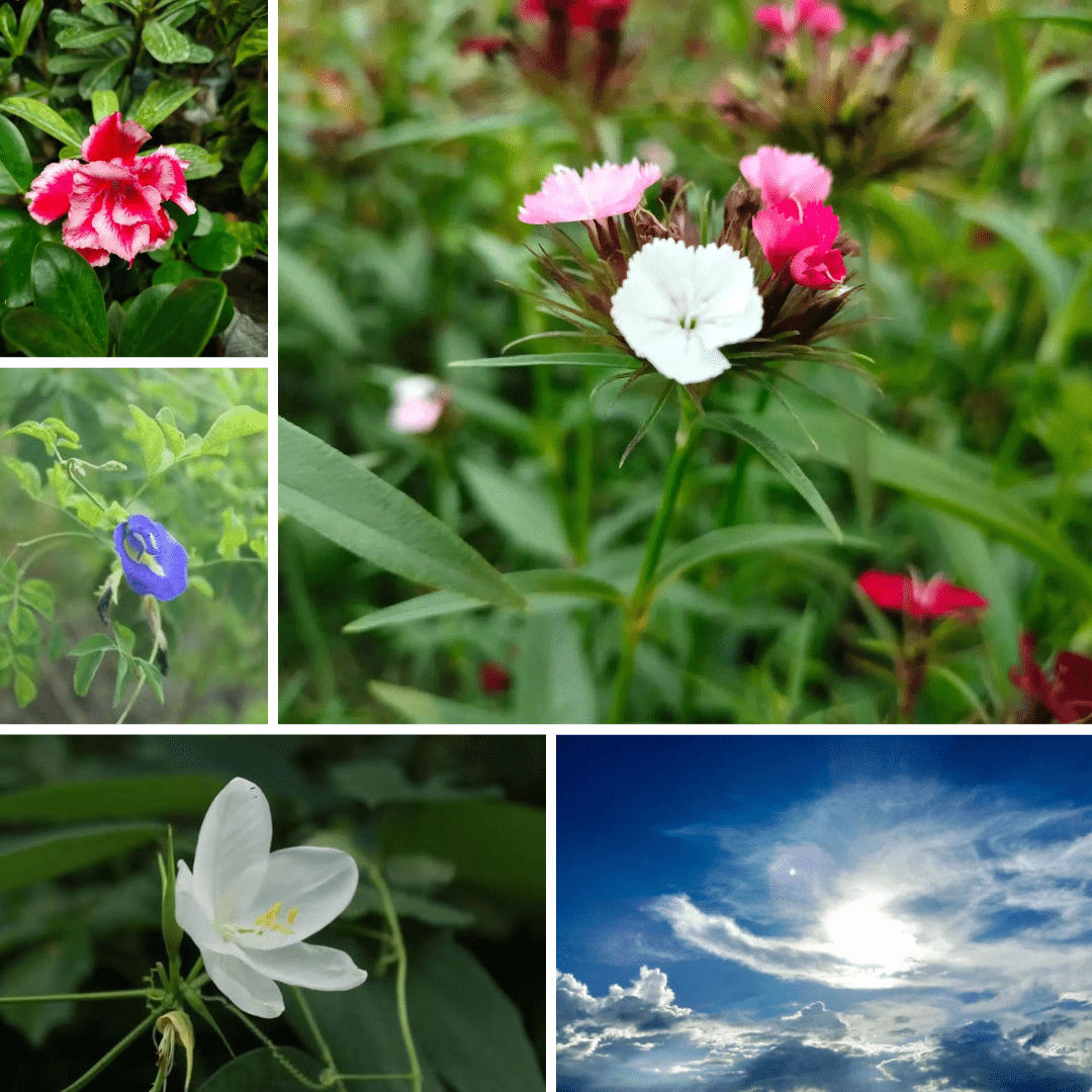 Indian flowers with names and pictures