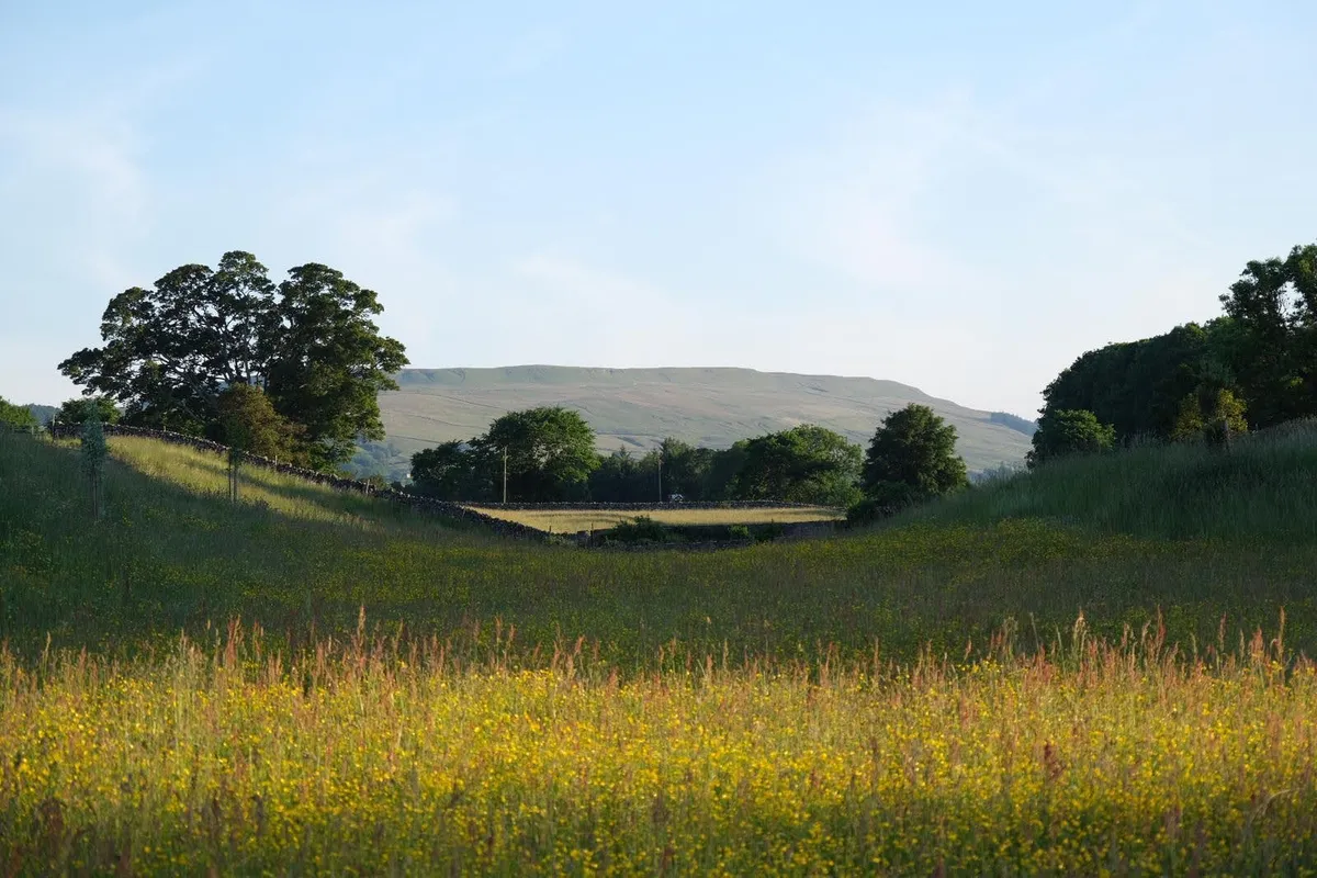 Wild With Consent | Adambottom Farm