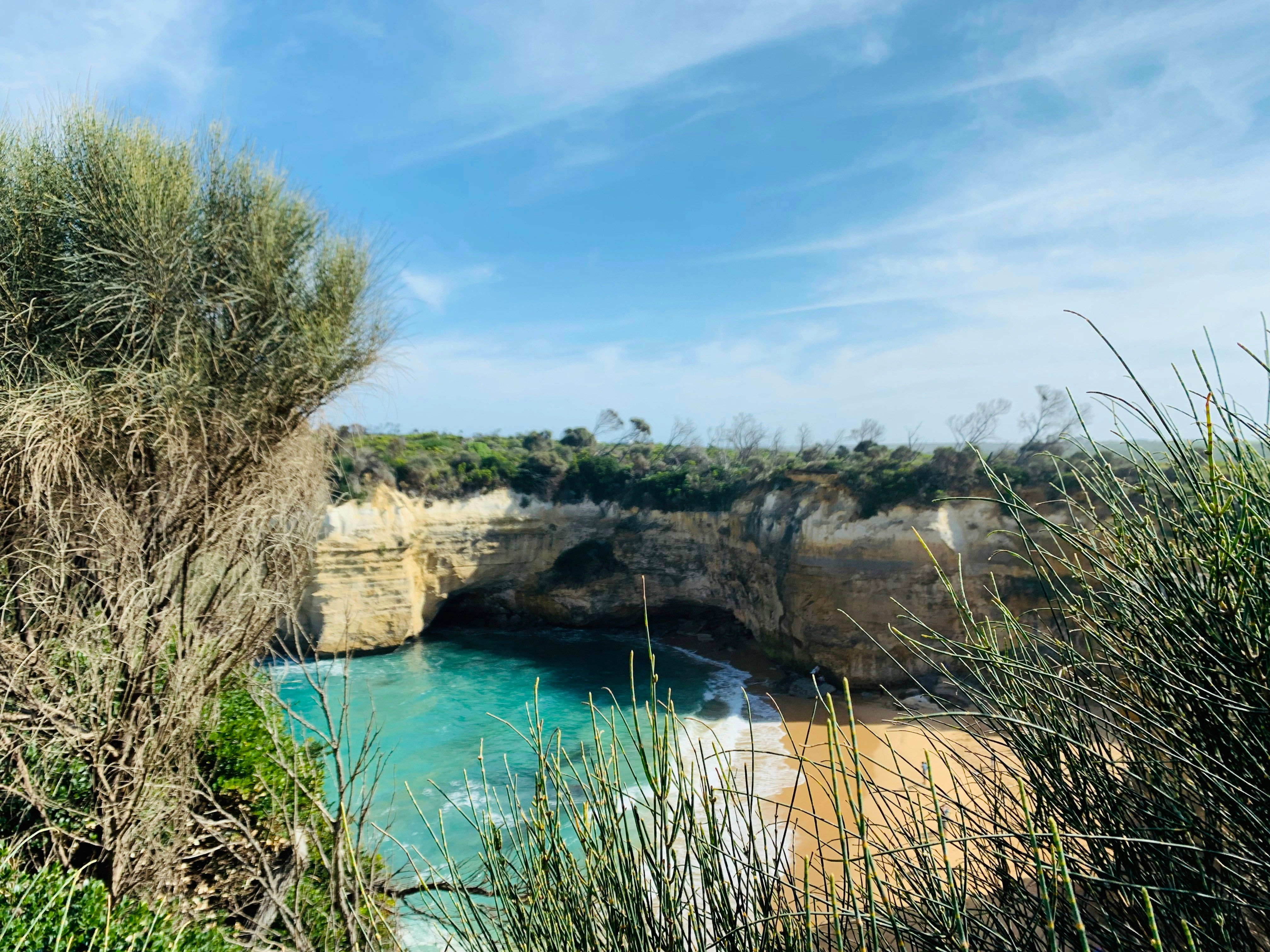 body of water near plants