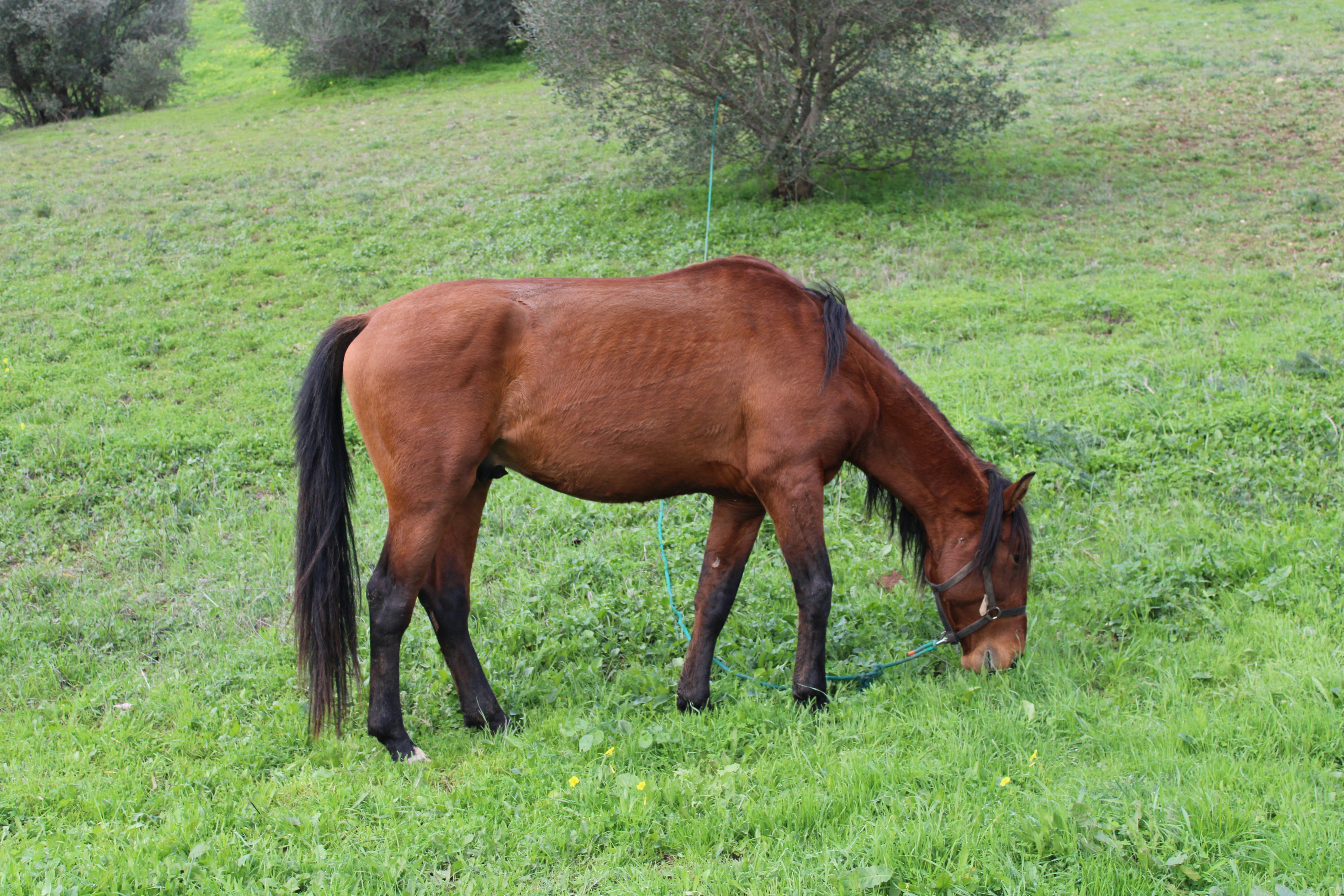 a brown horse eating grass in a field