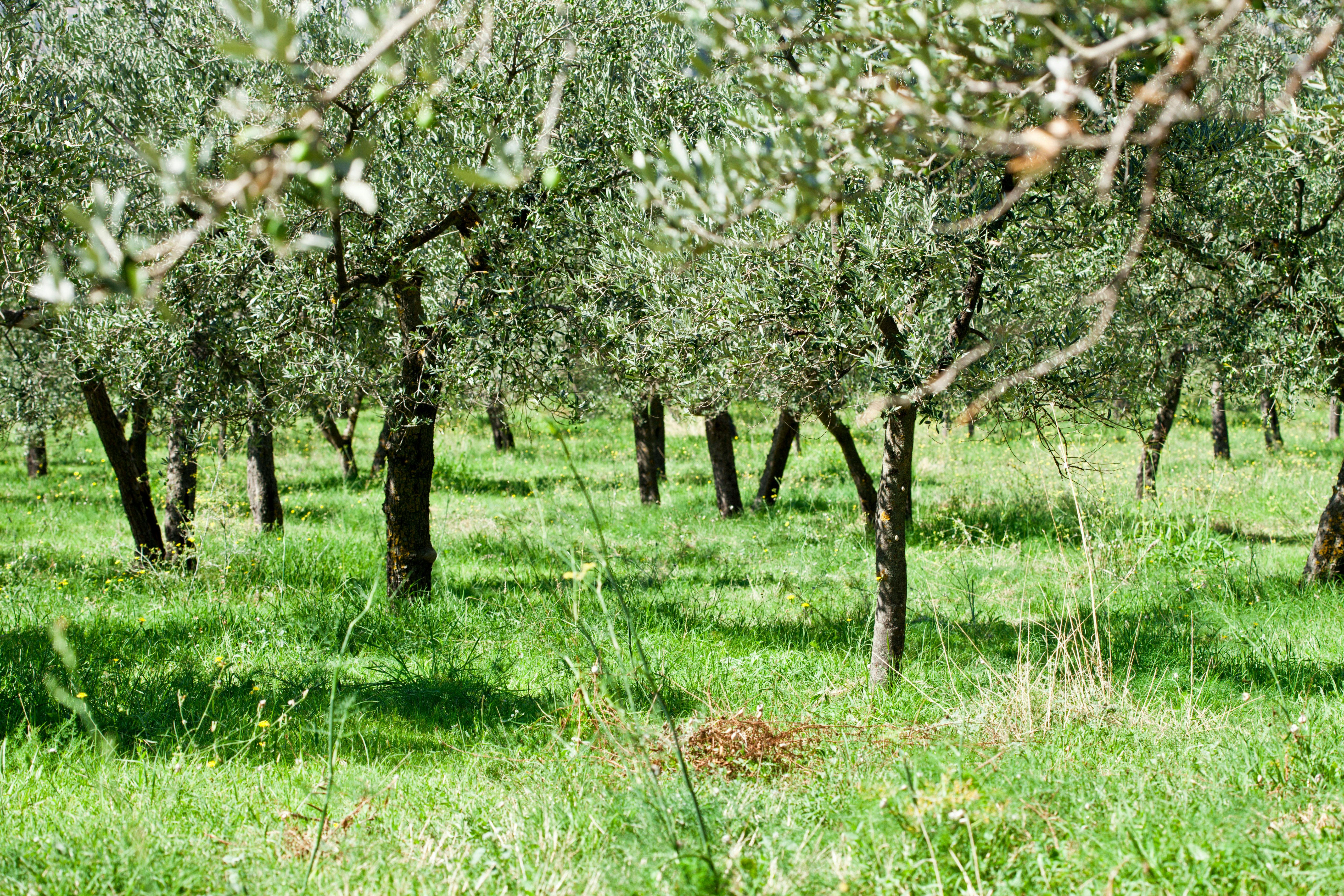 A field full of trees with lots of green grass