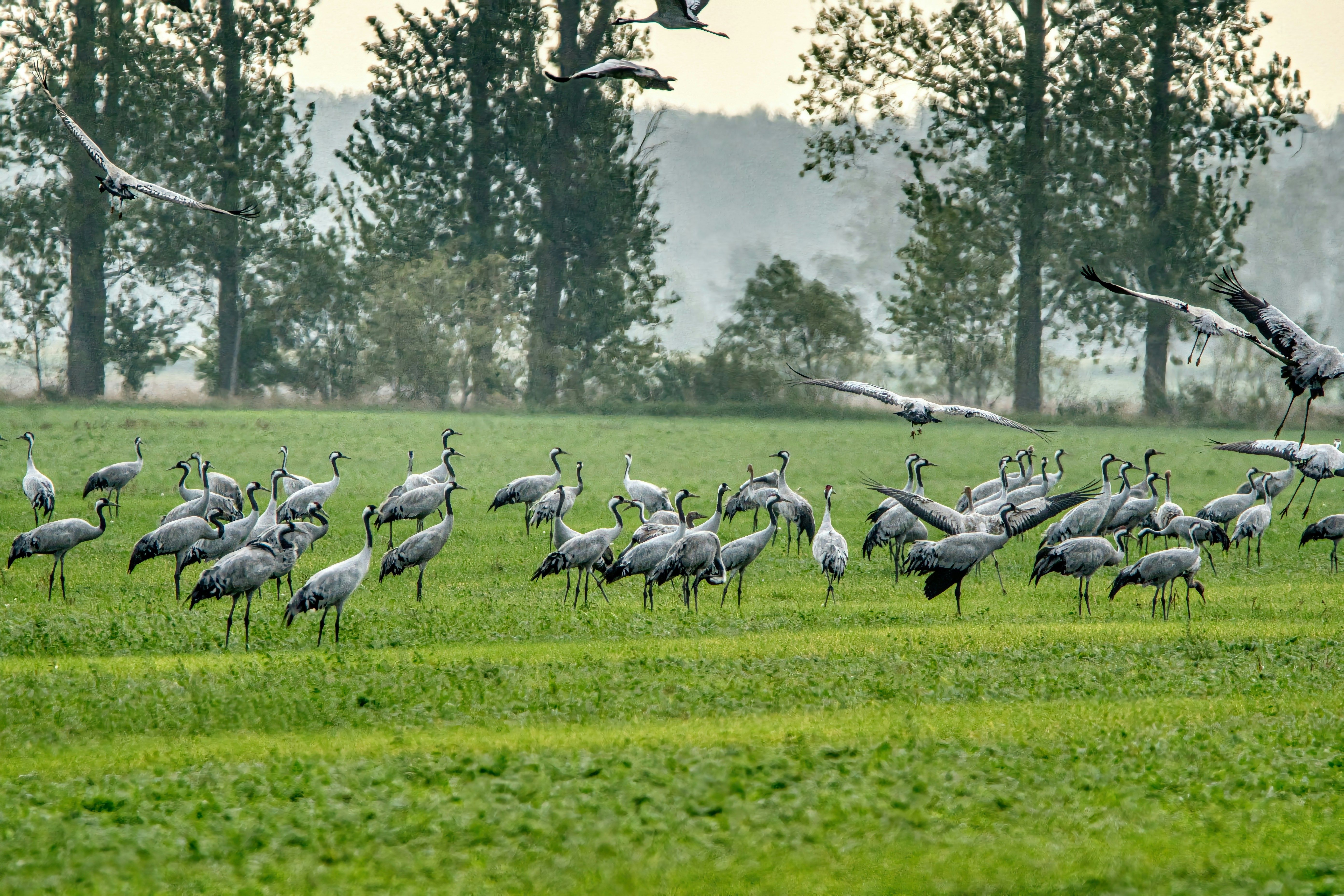 Pulizia del territorio