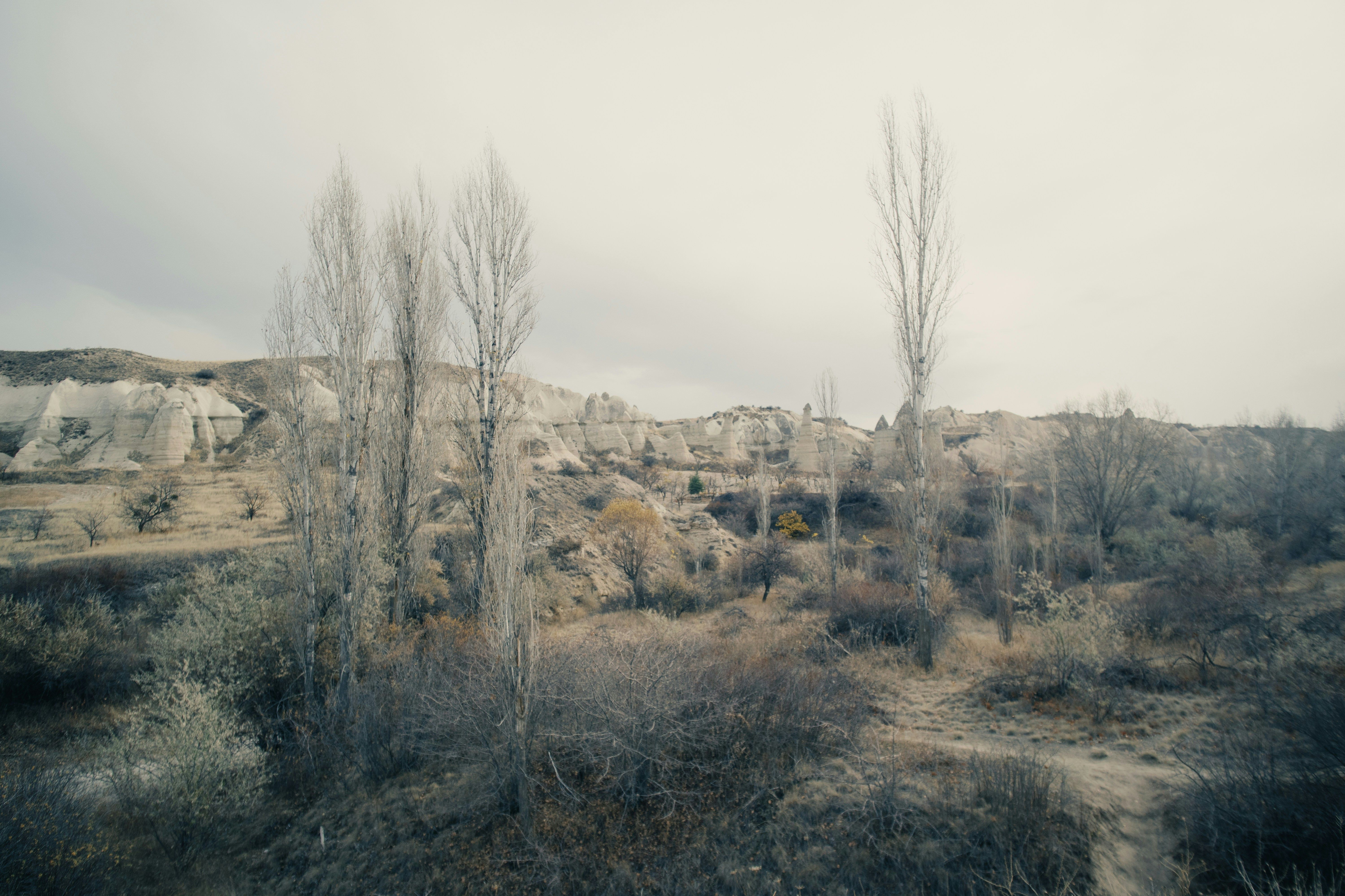 Bare trees in a rocky, arid landscape