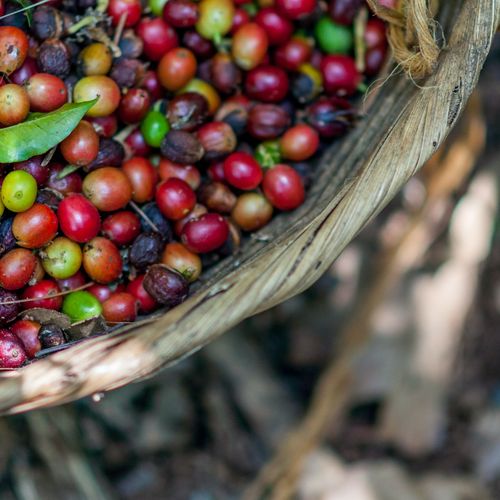 การเดินทางของเมล็ดกาแฟ - Coffee Processing