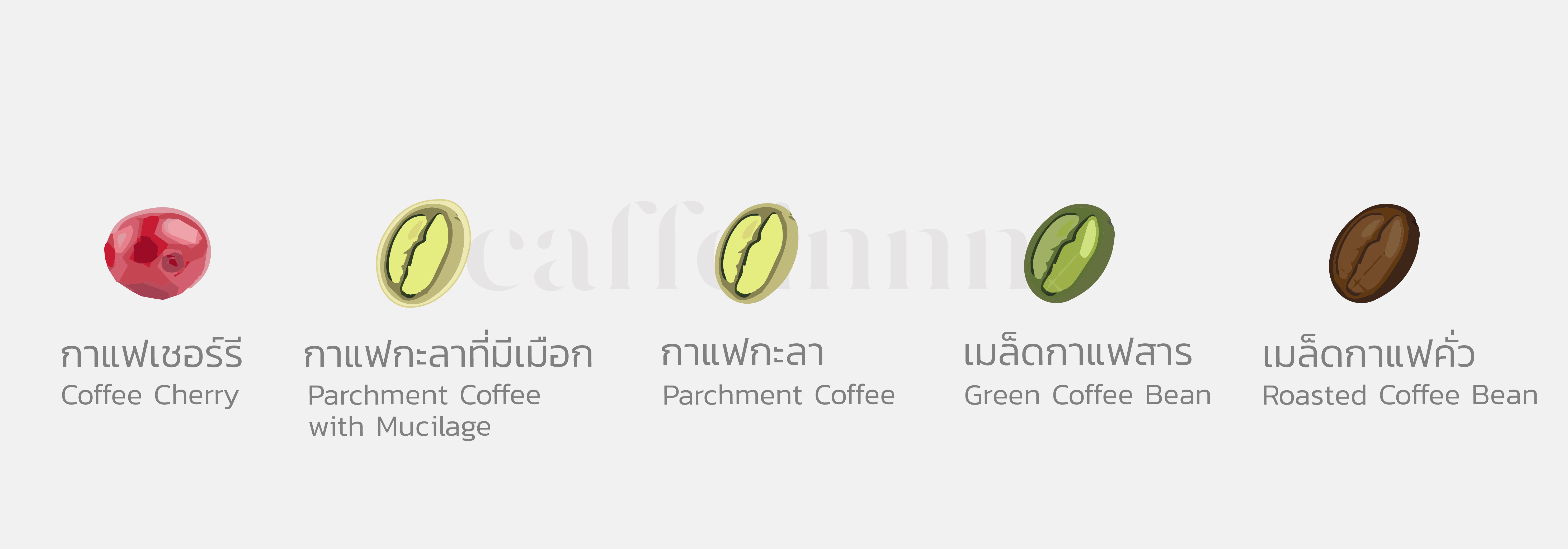 การเปลี่ยนจากจากเชอร์รีกาแฟสู่เมล็ดกาแฟคั่ว