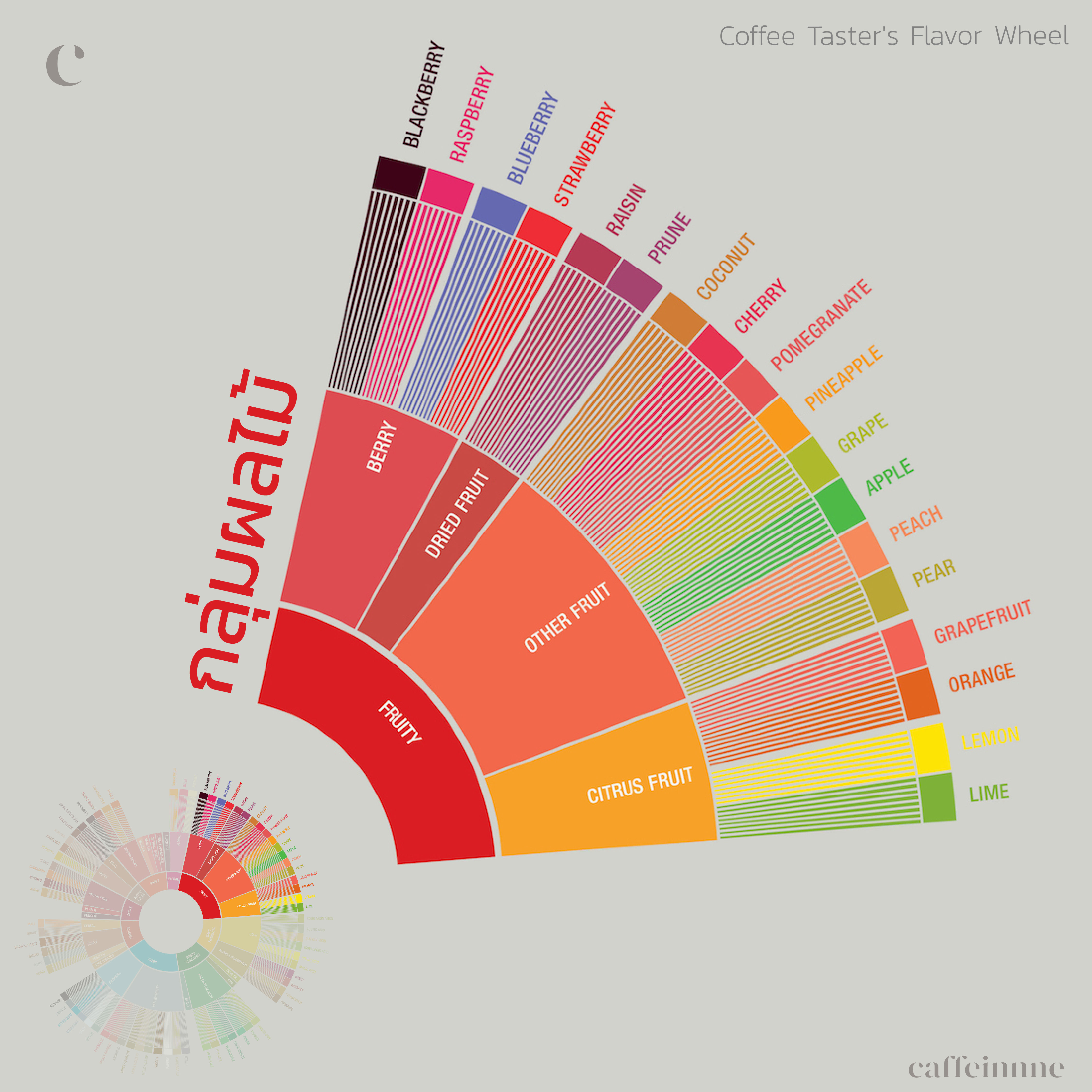 กลุ่มผลไม้จาก The Coffee Taster